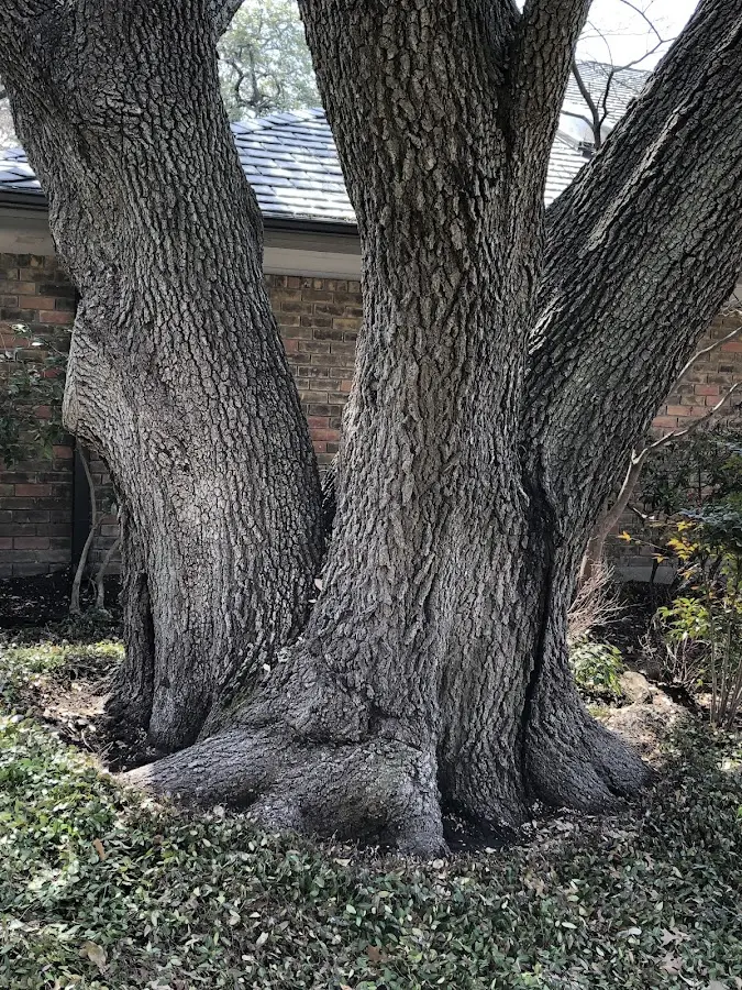 Mature heritage tree close to a Morristown property cared for by certified arborists